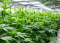 Cannabis-Forschungsanlage mit Pflanzen unter LED-Beleuchtung