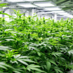 Cannabisforschung in Deutschland: BLE bewilligt die ersten vier Projekte