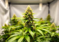 Cannabis-Pflanze in kleinem Indoor-Anbauzelt für medizinischen Eigengebrauch