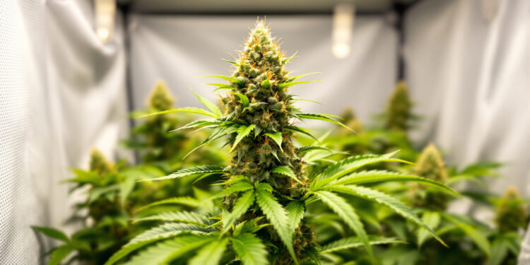 Cannabis-Pflanze in kleinem Indoor-Anbauzelt für medizinischen Eigengebrauch
