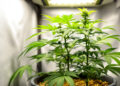 Junge Cannabis-Pflanze in der Vegetationsphase unter LED-Beleuchtung