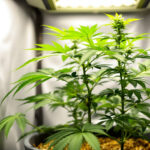 Vegetationsphase bei Cannabis: Wie lange sie dauert und worauf es ankommt