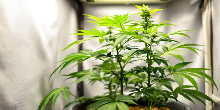 Junge Cannabis-Pflanze in der Vegetationsphase unter LED-Beleuchtung