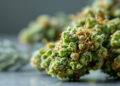 Medizinische Cannabisblüten mit hohem THC-Gehalt in pharmazeutischer Qualität