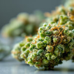 Hoher THC-Gehalt, fallende Preise: Was eine Studie über den deutschen Cannabismarkt verrät