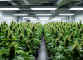 Professioneller Cannabis-Anbau in einer Hamburger Anbauvereinigung
