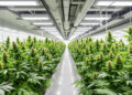 Professioneller Indoor-Cannabis-Anbau mit LED-Beleuchtung und automatisierter Bewässerung