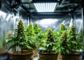 Professionelles Indoor-Growzelt mit drei blühenden Cannabispflanzen unter LED