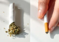 Vergleich eines Cannabis-Joints und einer Tabakzigarette auf weißer Fläche