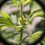 Männlichen Hanf erkennen: Vorblüten, Merkmale und was dann zu tun ist