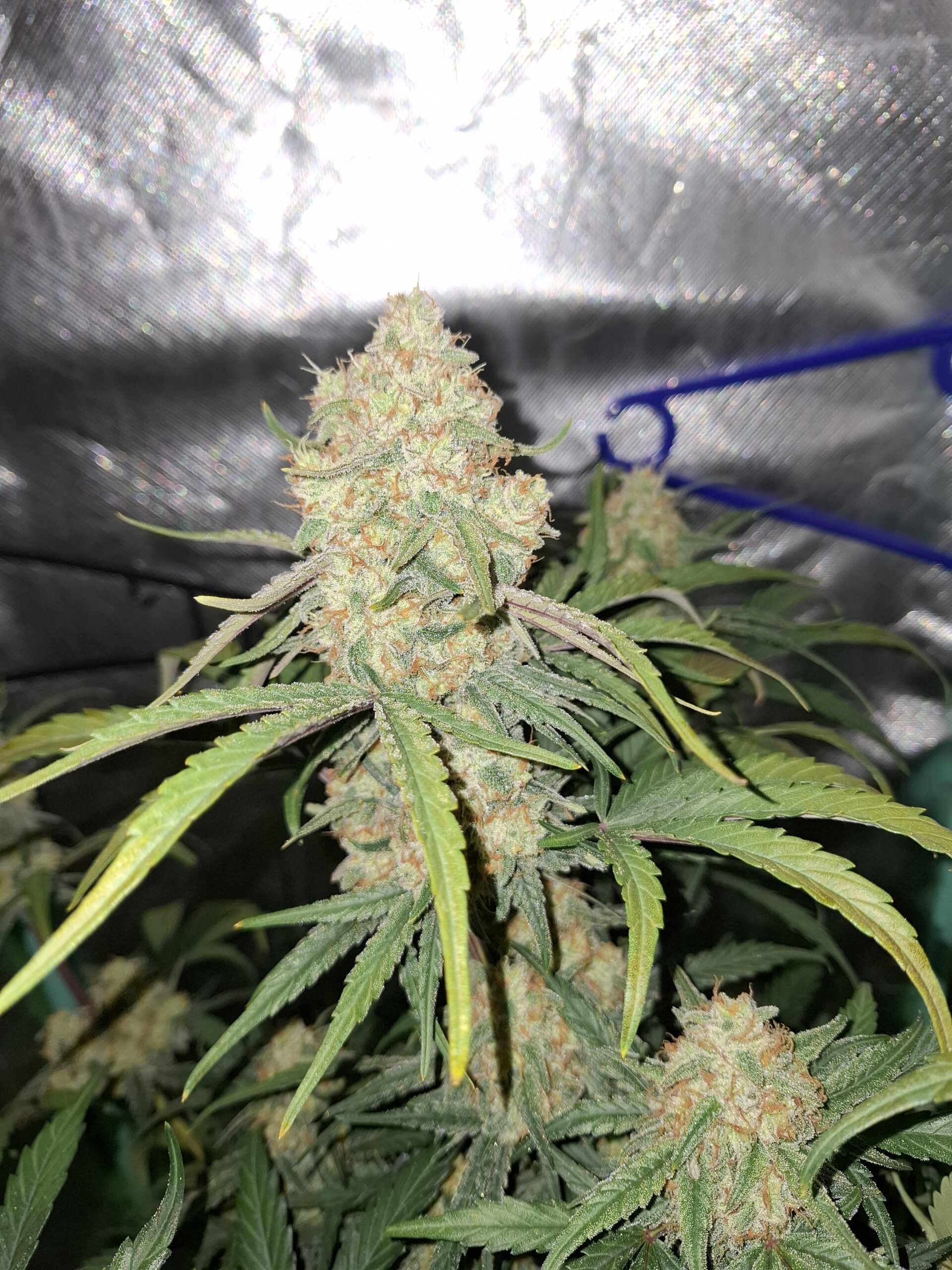 Cup-Gewinner-Pflanze der Voyager F1 Auto im Living-Soil-Grow