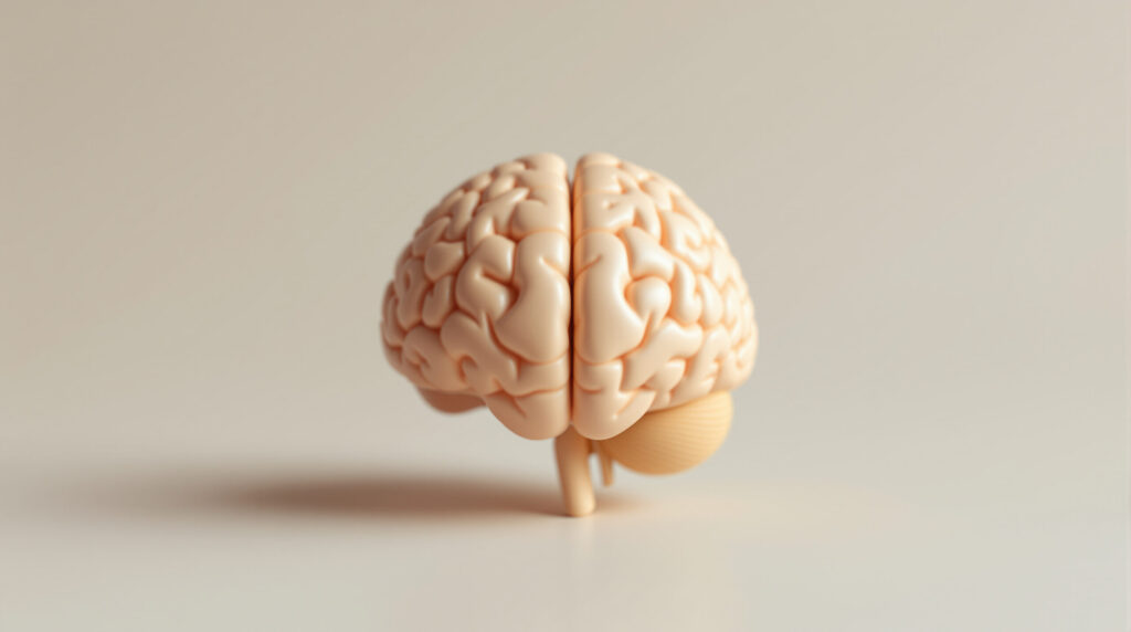 Anatomisches Gehirnmodell mit Fokus auf limbisches System