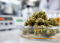Cannabisblüte in Laborpetrischale zur Qualitätskontrolle des THC-Gehalts