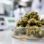 THC-Werte im Stichprobentest: Behörde in Massachusetts findet jede achte Blüte außerhalb der Toleranz