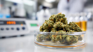 THC-Werte im Stichprobentest: Behörde in Massachusetts findet jede achte Blüte außerhalb der Toleranz
