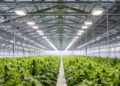 Gewächshaus-Innenansicht einer niederländischen Cannabis-Anbauanlage