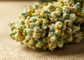 Makroaufnahme von Cannabis-Blüten mit sichtbaren Trichomen und Pistillen