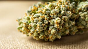 Die Evolution der europäischen CBD-Kultur: Qualitätsmerkmale und neue Standards