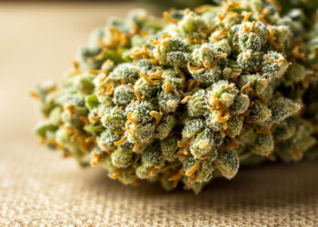 Makroaufnahme von Cannabis-Blüten mit sichtbaren Trichomen und Pistillen