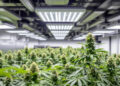 Professionelle Indoor-Cannabis-Anbauanlage mit LED-Beleuchtung