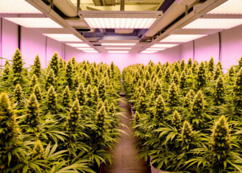 Professioneller Cannabis-Anbau in einem sächsischen Cannabis Social Club