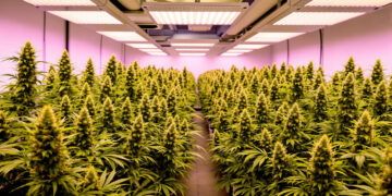 Professioneller Cannabis-Anbau in einem sächsischen Cannabis Social Club