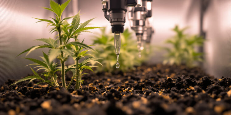 Tropfbewässerung mit Nährlösung an Cannabis-Pflanze im professionellen Indoor-Anbau