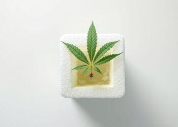Cannabis-Steckling in Steinwollwürfel unter neutralem Licht