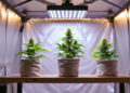 Drei blühende Cannabispflanzen in einem Indoor-Anbauzelt unter LED-Licht