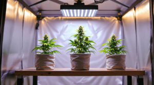 Safer Grow: Was beim Eigenanbau wirklich strafbar ist