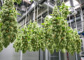 Professionelle Trocknungsanlage für medizinisches Cannabis mit kontrollierten Bedingungen