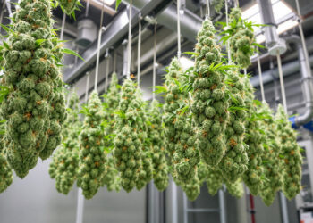 Professionelle Trocknungsanlage für medizinisches Cannabis mit kontrollierten Bedingungen