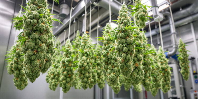 Professionelle Trocknungsanlage für medizinisches Cannabis mit kontrollierten Bedingungen