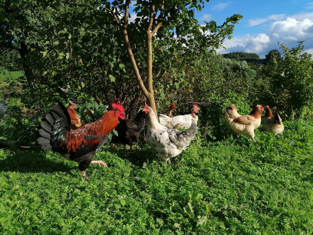 Hahn und Hühner im Garten des Hofs