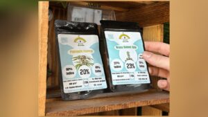 Keimstarke Cannabis Samen erkennen: Genetik, Lagerung und was eine Keimgarantie abdeckt
