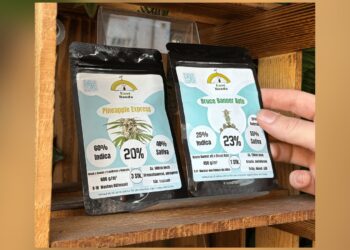 Zwei Packungen Cannabis-Samen in einem Holzregal, eine Hand greift danach