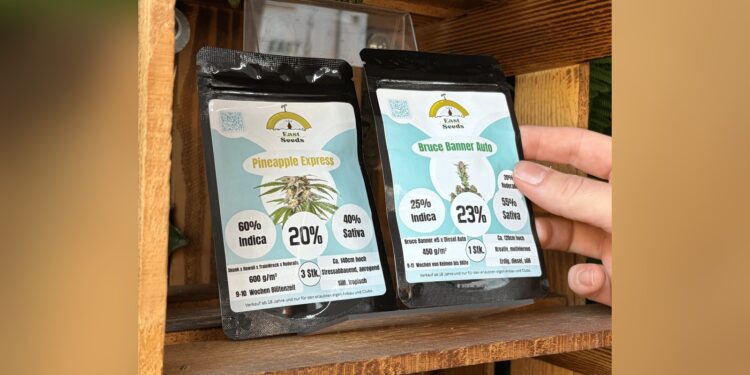 Zwei Packungen Cannabis-Samen in einem Holzregal, eine Hand greift danach