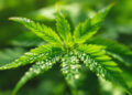 Cannabisblätter mit Wassertropfen in natürlichem Licht