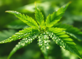 Cannabisblätter mit Wassertropfen in natürlichem Licht