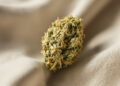 Getrocknete Cannabisblüte auf naturbelassenem Leinenstoff