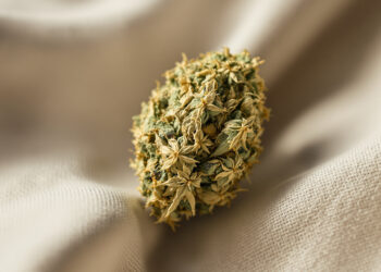 Getrocknete Cannabisblüte auf naturbelassenem Leinenstoff