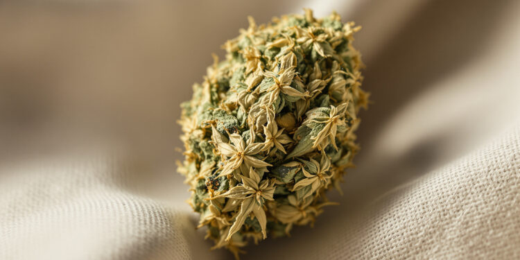 Getrocknete Cannabisblüte auf naturbelassenem Leinenstoff