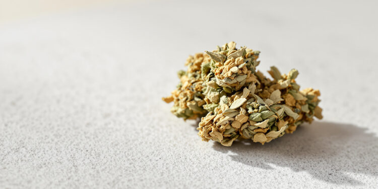 Getrocknete Cannabisblüten auf heller Steinoberfläche