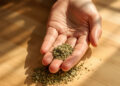 Hand hält gemahlenes Cannabis über Holzfläche bei Tageslicht