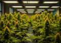 Indoor-Anbau eines Cannabis Social Clubs in urbaner Umgebung