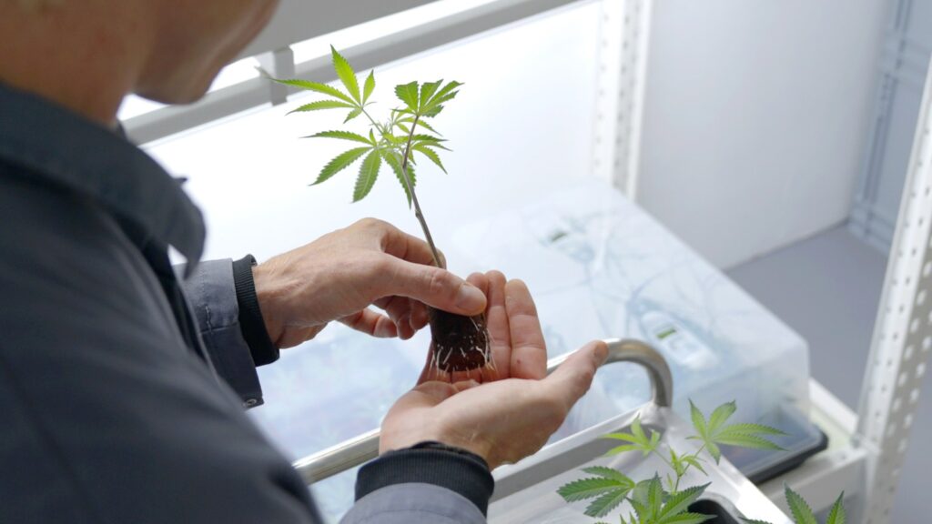 Nahaufnahme eines bewurzelten Cannabis-Stecklings im Anzuchtwürfel