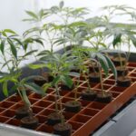 Warum Stecklinge einen Platz im Werkzeugkasten jedes Growers verdienen
