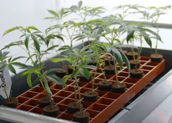 Bewurzelte Cannabis-Stecklinge in einer Anzuchtschale unter Licht