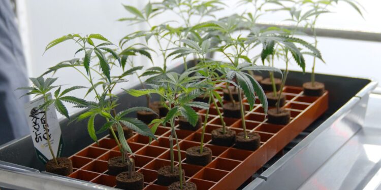 Bewurzelte Cannabis-Stecklinge in einer Anzuchtschale unter Licht