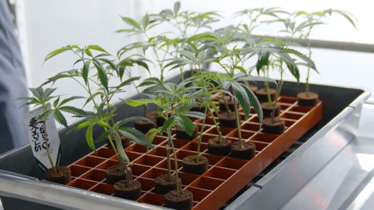 Warum Stecklinge einen Platz im Werkzeugkasten jedes Growers verdienen